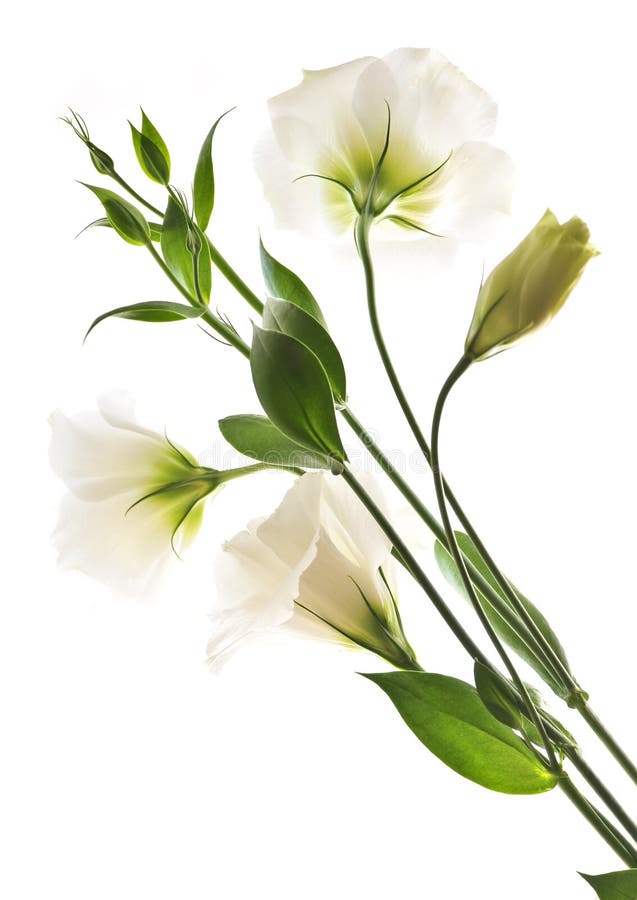 Fiori bianchi isolati fotografia stock