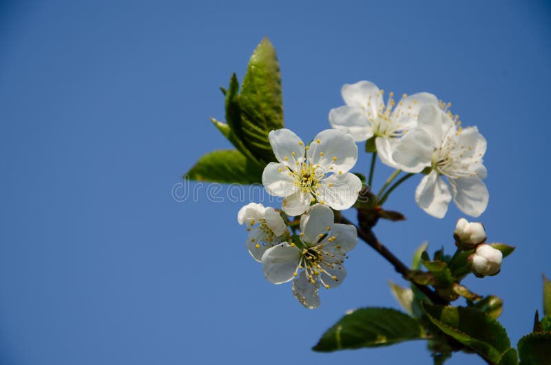 Fiori bianchi nella macro Alberi di fioritura Ape su un fiore bianco immagine stock libera da diritti