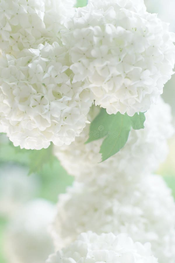 Fiori bianchi per la carta di invitaion, fuoco molle vago fotografie stock libere da diritti Fiori bianchi per la carta di invitaion, fuoco molle vago fotografie stock libere da diritti
