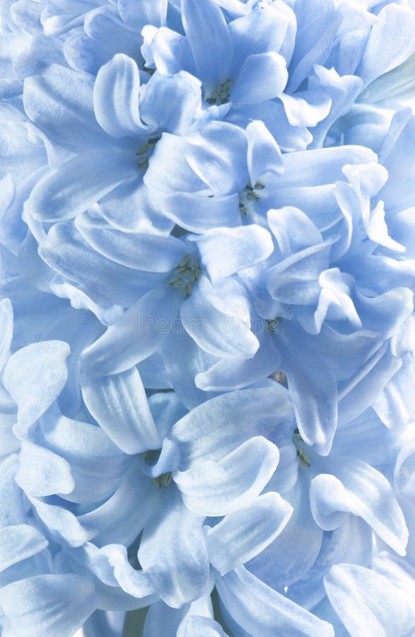 Fiori blu del giacinto immagini stock