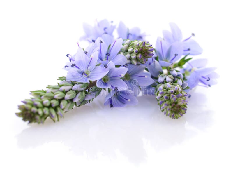Fiori blu di estate immagini stock Fiori blu di estate immagini stock