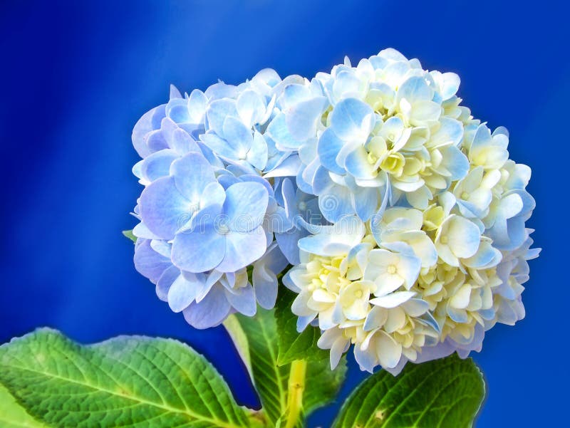 Fiori blu e bianchi dell'ortensia immagine stock Fiori blu e bianchi dell'ortensia immagine stock