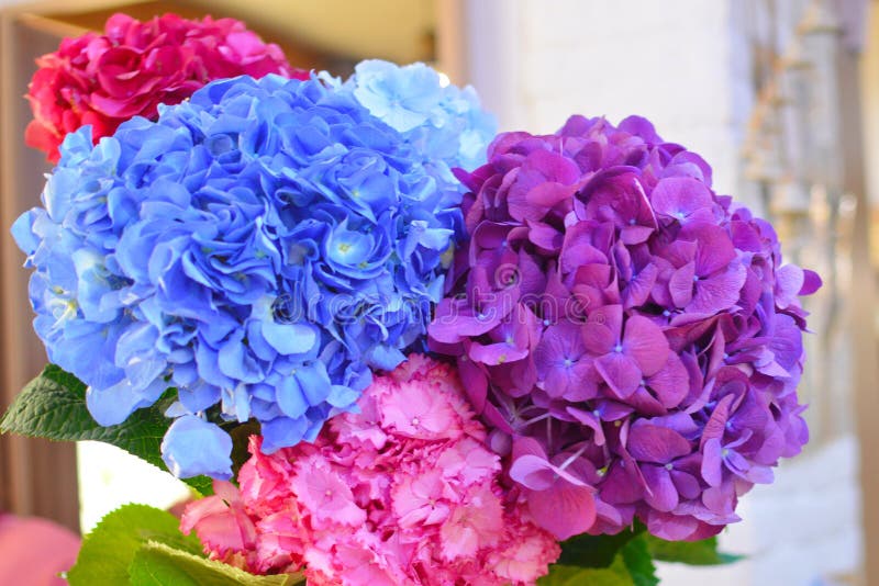 Fiori blu e rosa del primo piano dell'ortensia L'ortensia naturale fiorisce il fondo fotografie stock libere da diritti Fiori blu e rosa del primo piano dell'ortensia L'ortensia naturale fiorisce il fondo fotografie stock libere da diritti