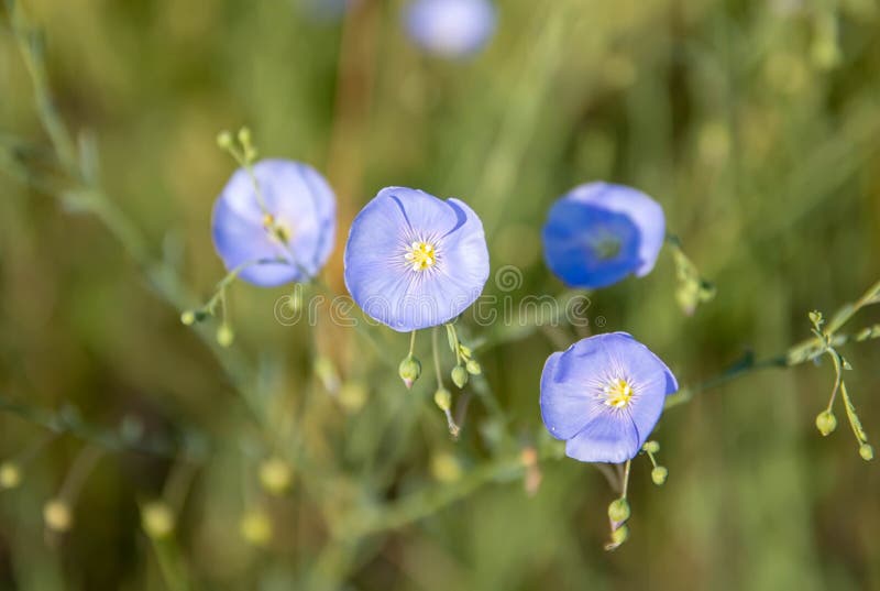 Fiori blu su un prato verde, un giorno caldo fotografia stock libera da diritti Fiori blu su un prato verde, un giorno caldo fotografia stock libera da diritti