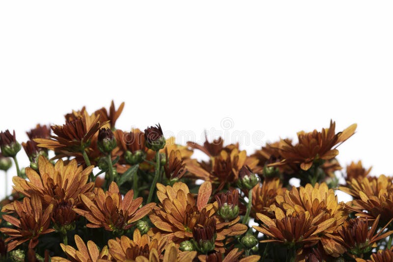 Fiori bronzei della mummia di caduta su bianco fotografia stock Fiori bronzei della mummia di caduta su bianco fotografia stock