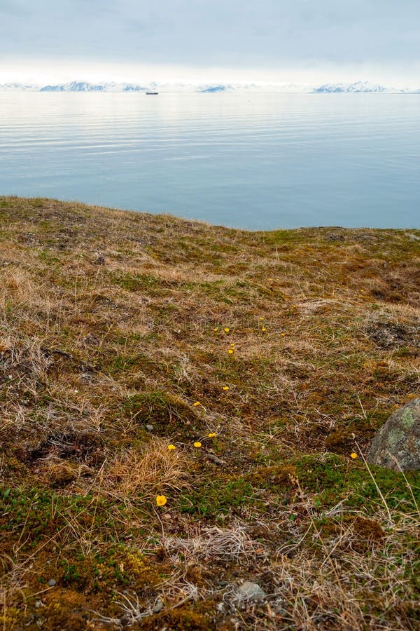 Fiori che sbocciano nella tundra artica di estate, le Svalbard immagine stock libera da diritti Fiori che sbocciano nella tundra artica di estate, le Svalbard immagine stock libera da diritti