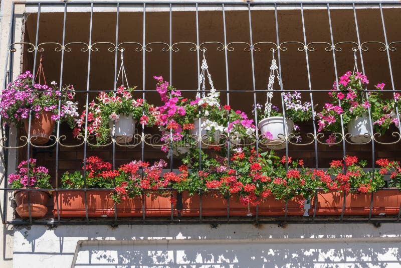 Fiori conservati in vaso di estate sul balcone fotografia stock libera da diritti Fiori conservati in vaso di estate sul balcone fotografia stock libera da diritti