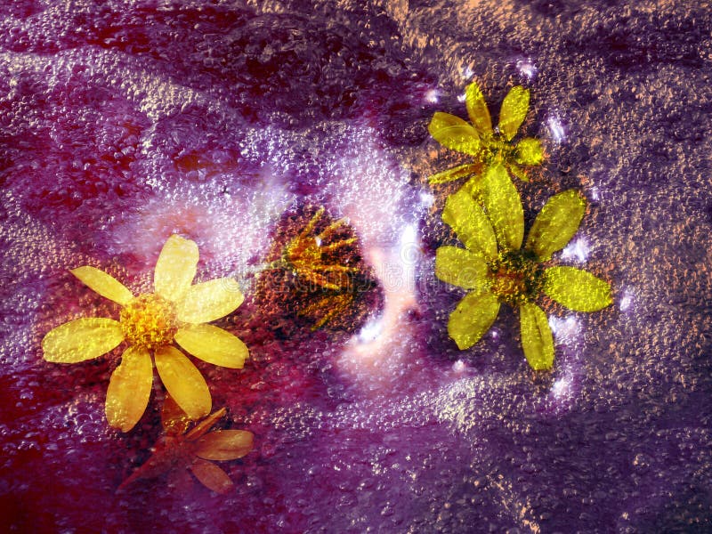 Fiori cosmici immagine stock Fiori cosmici immagine stock