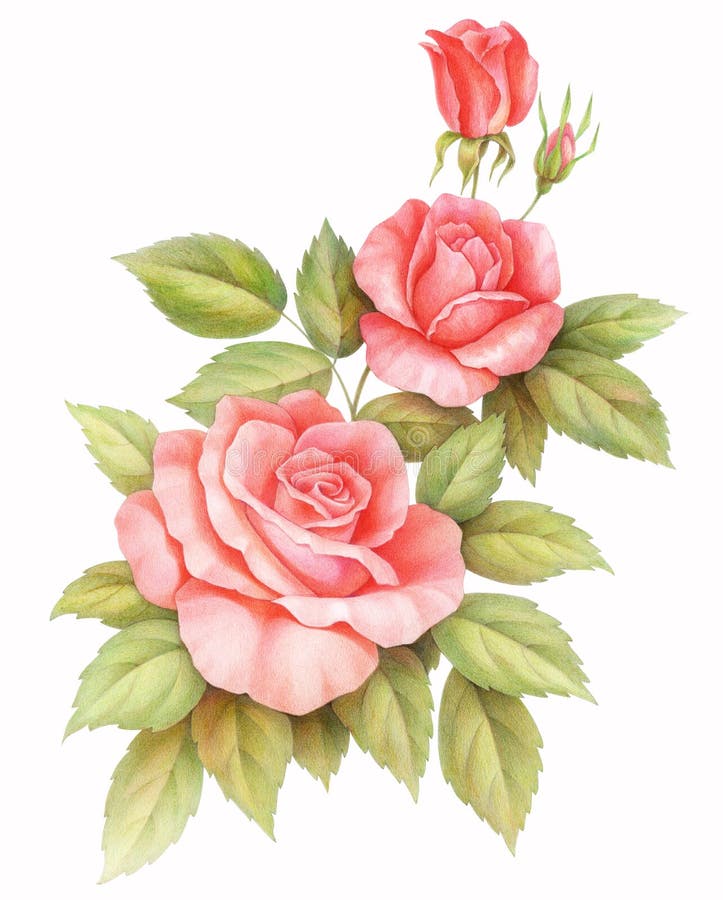 Fiori D Annata Rosa Rosso Delle Rose Isolati Su Fondo Bianco Illustrazione Colorata Dell Acquerello Della Matita Illustrazione Di Stock Illustrazione Di Mazzo Floreale 3294