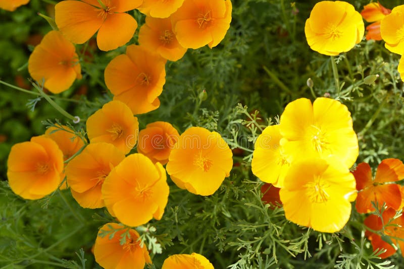 Fiori d'arancio del riparo su un cespuglio verde. fiori di eschscholzia