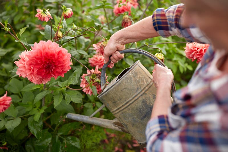 Fiori d'innaffiatura della donna senior al giardino di estate fotografia stock Fiori d'innaffiatura della donna senior al giardino di estate fotografia stock