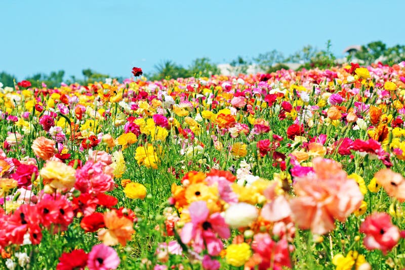 Fiori dappertutto immagine stock Fiori dappertutto immagine stock