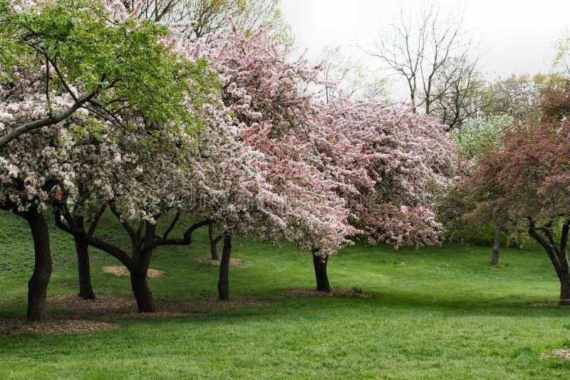 Fiori Degli Alberi In Primavera Fotografia Stock - Immagine di fioritura, viola: 626102