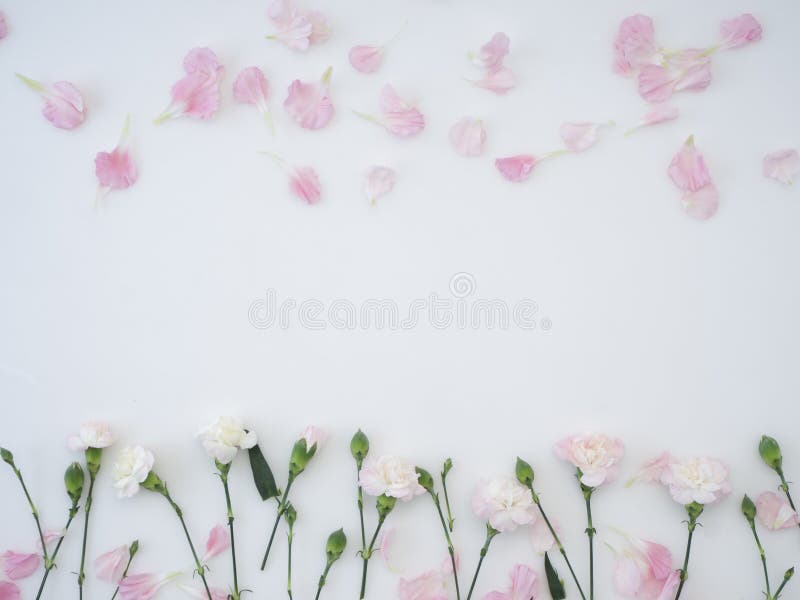 fiori dei garofani su un fondo bianco fotografie stock libere da diritti fiori dei garofani su un fondo bianco fotografie stock libere da diritti