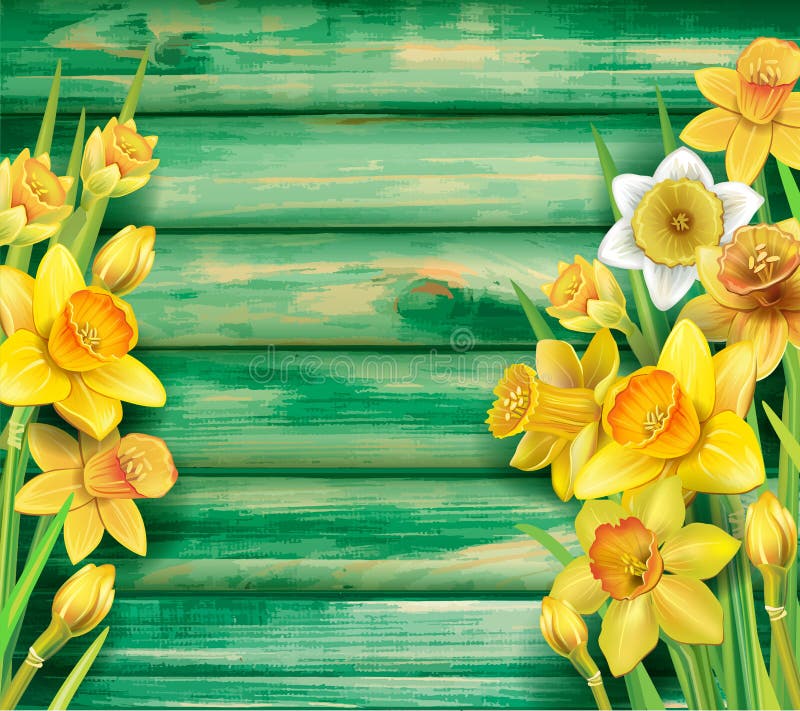 Fiori dei narcisi sui precedenti di legno illustrazione di stock Fiori dei narcisi sui precedenti di legno illustrazione di stock