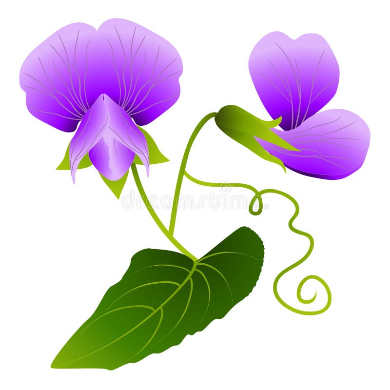 Fiori dei piselli su un fondo bianco royalty illustrazione gratis Fiori dei piselli su un fondo bianco royalty illustrazione gratis
