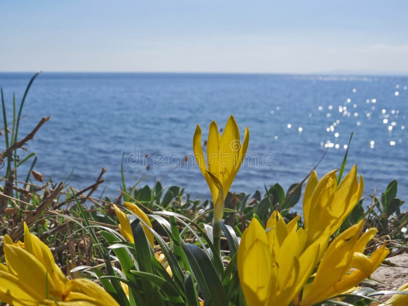 Fiori del croco sui precedenti blu del mar Egeo fotografie stock libere da diritti Fiori del croco sui precedenti blu del mar Egeo fotografie stock libere da diritti