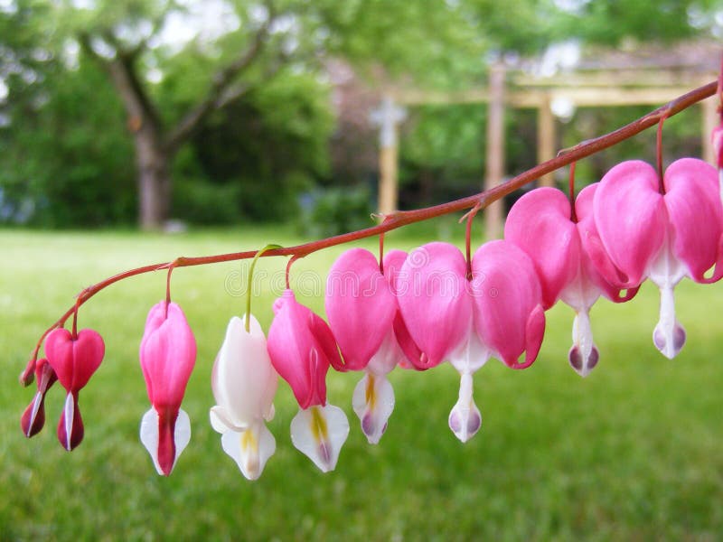 Fiori del cuore di emorragia che pendono dal gambo immagini stock