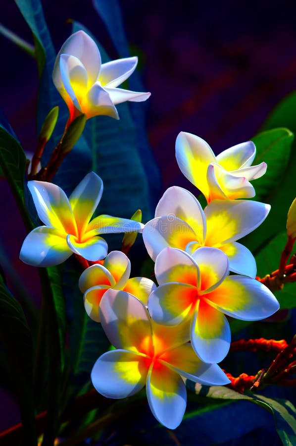 Fiori del Frangipani fotografia stock