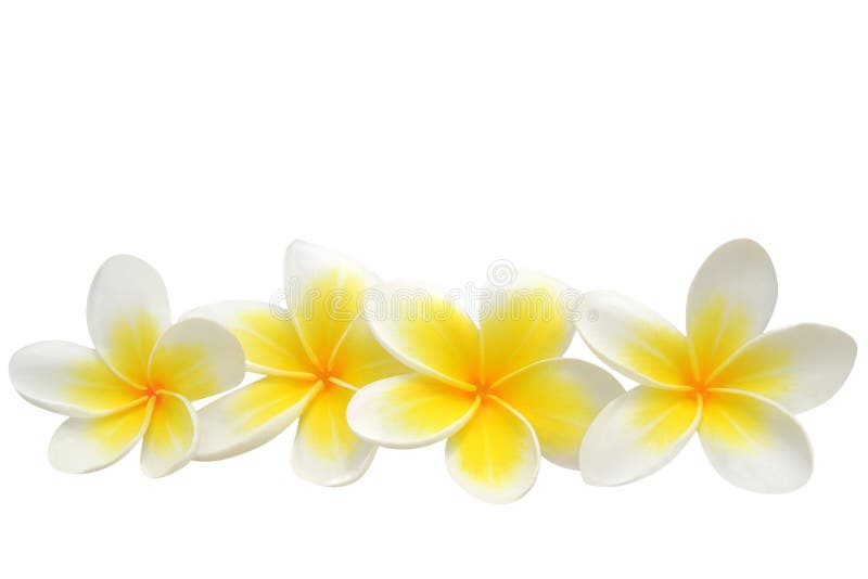 Fiori del Frangipani fotografia stock