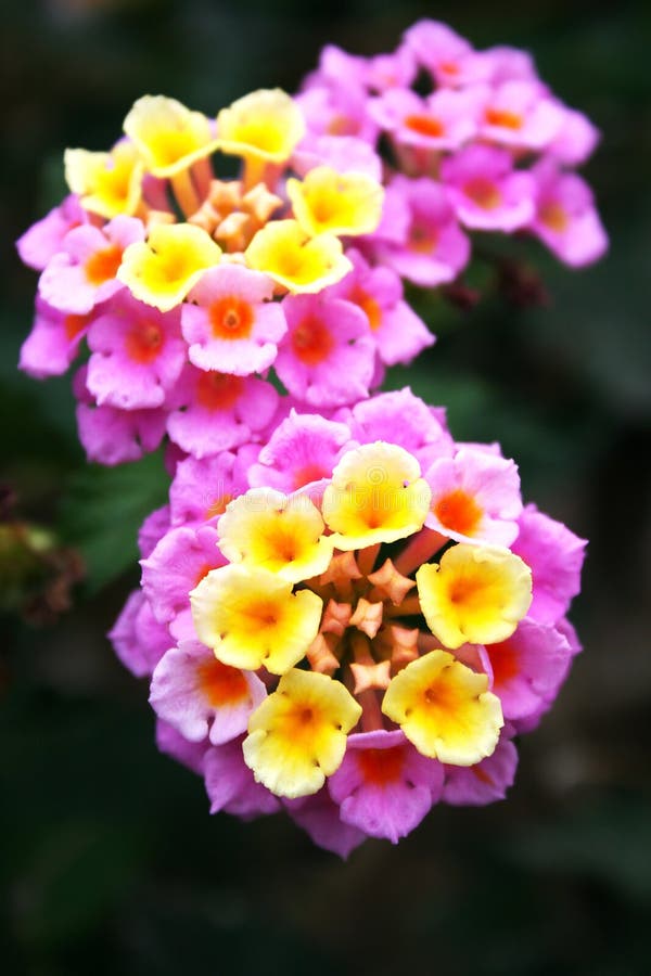 Fiori del Lantana fotografia stock