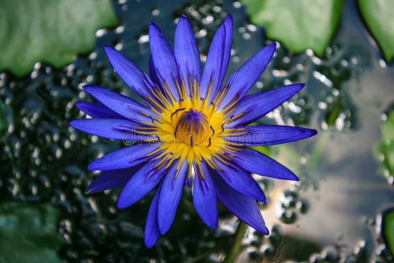 Fiore Di Lotto Blu Biologico - USA Spadito - Italia - Foto 11