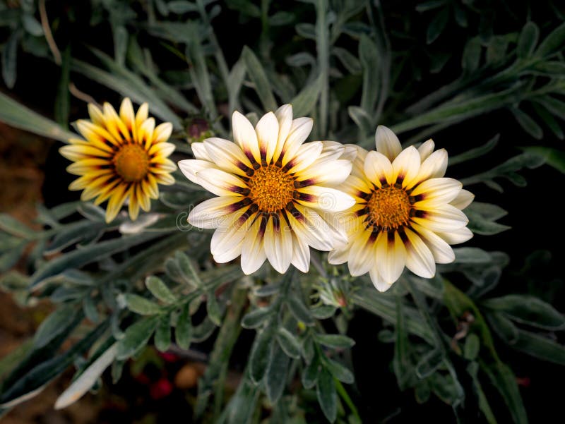 The White Treasure flowers Blooming in The Gray Leaves Background. The White Treasure flowers Blooming in The Gray Leaves Background