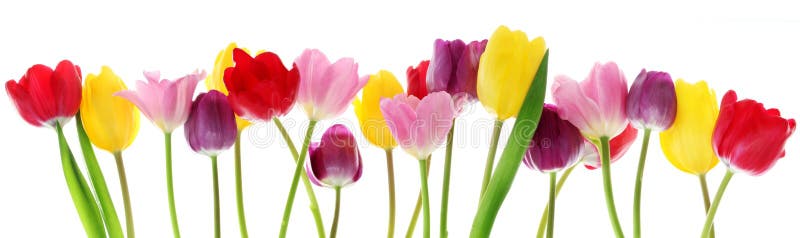 Fiori del tulipano della sorgente in una riga immagine stock