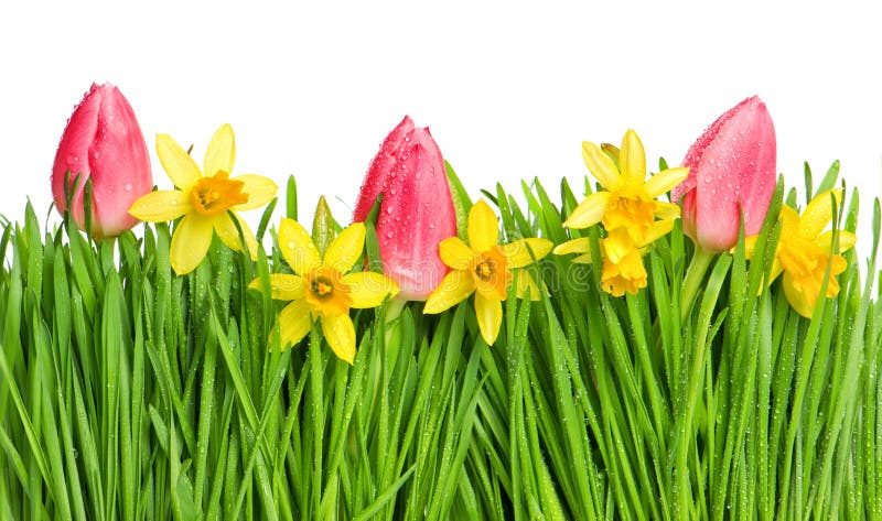 Fiori del tulipano e del narciso della primavera in erba verde con il dro dell'acqua fotografie stock libere da diritti Fiori del tulipano e del narciso della primavera in erba verde con il dro dell'acqua fotografie stock libere da diritti