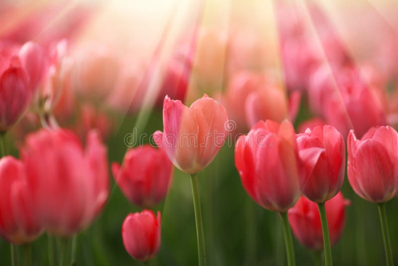 Fiori del tulipano in sole fotografia stock libera da diritti Fiori del tulipano in sole fotografia stock libera da diritti