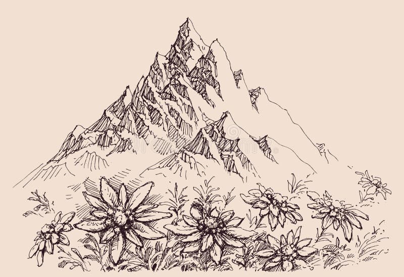 Fiori dell'edelweiss e della catena montuosa illustrazione vettoriale Fiori dell'edelweiss e della catena montuosa illustrazione vettoriale