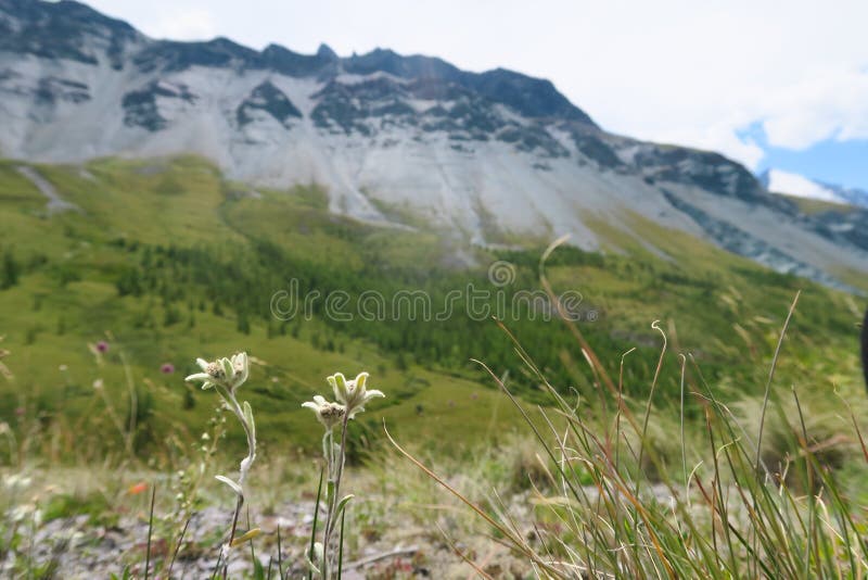 Fiori dell'edelweiss sui precedenti delle montagne Paesaggio di estate della montagna, montagne verdi della natura fotografia stock libera da diritti Fiori dell'edelweiss sui precedenti delle montagne Paesaggio di estate della montagna, montagne verdi della natura fotografia stock libera da diritti