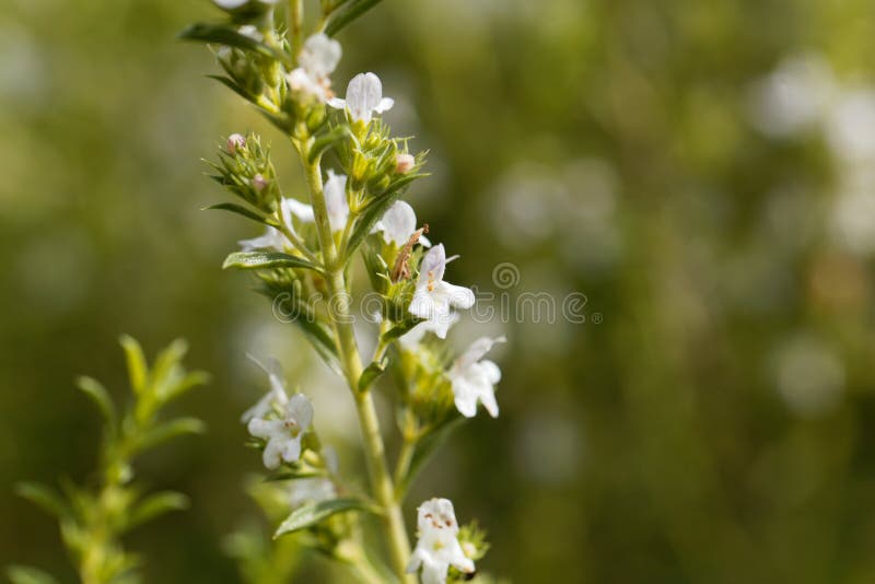 Fiori dell'inverno saporiti, Satureja Montana fotografie stock Fiori dell'inverno saporiti, Satureja Montana fotografie stock