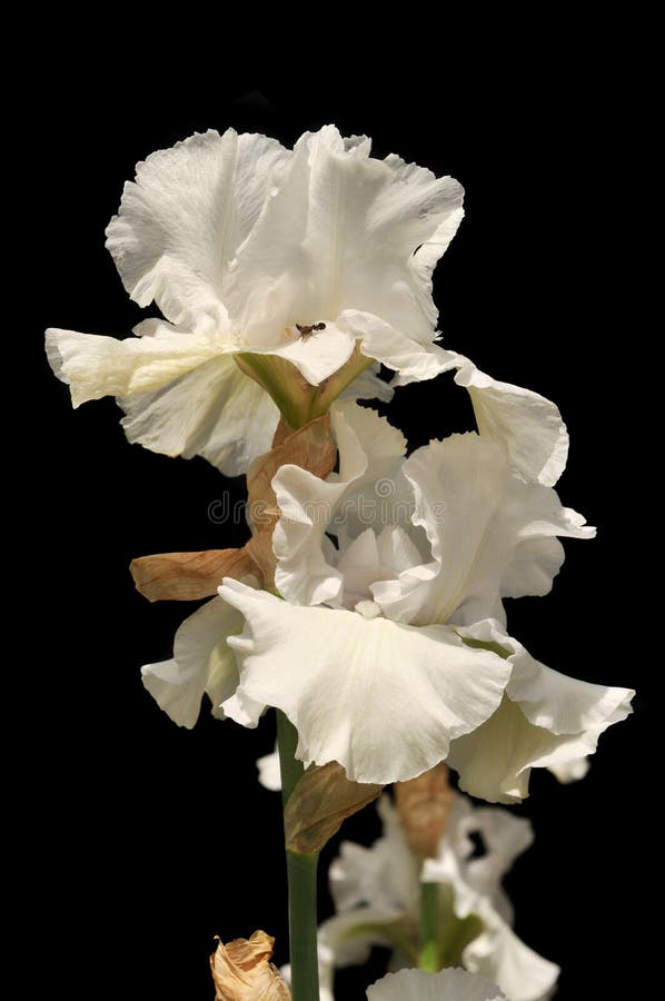 Fiori dell'iride. L'iride bianca fiorisce un giorno pieno di sole isolata su una priorità bassa nera