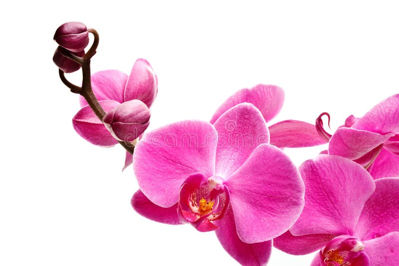 Fiori dell'orchidea fotografia stock