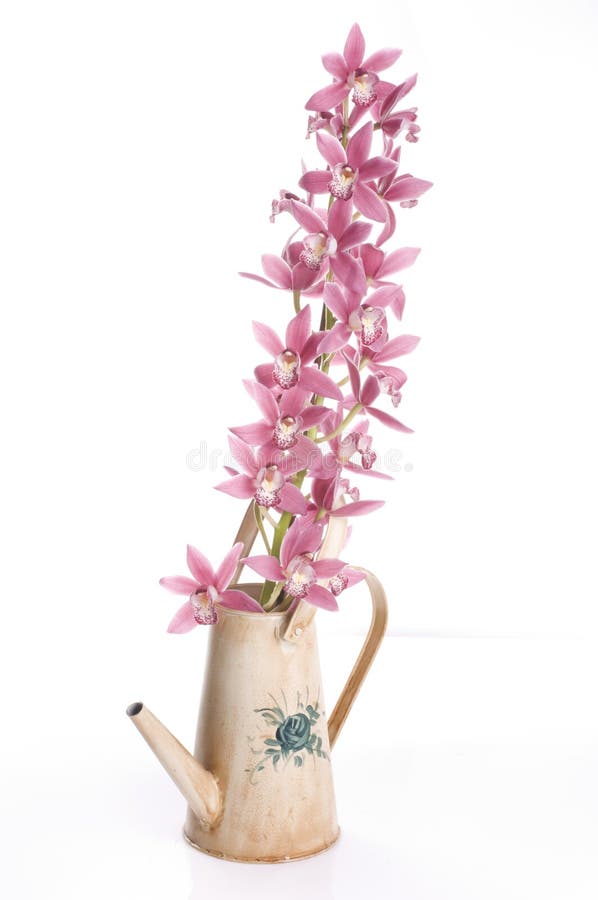 Fiori dell'orchidea della sorgente in una latta di innaffiatura fotografia stock libera da diritti Fiori dell'orchidea della sorgente in una latta di innaffiatura fotografia stock libera da diritti