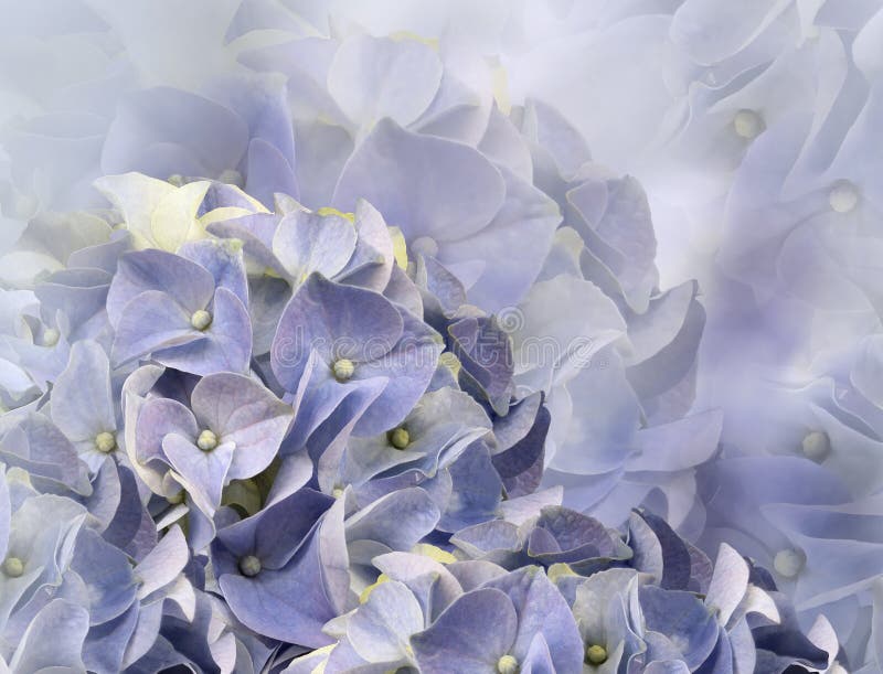Fiori dell'ortensia Priorit? bassa per una scheda dell'invito o una congratulazione collage floreale Composizione nel fiore Primo fotografia stock Fiori dell'ortensia Priorit? bassa per una scheda dell'invito o una congratulazione collage floreale Composizione nel fiore Primo fotografia stock