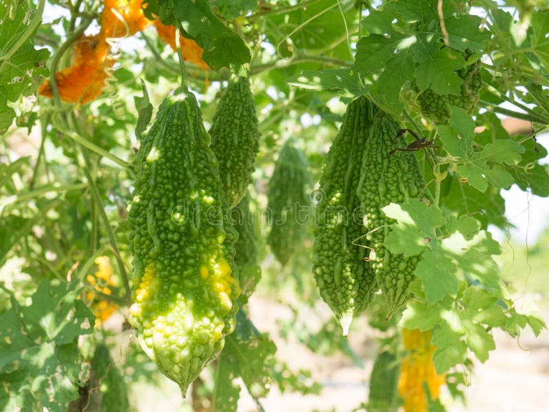 Fiori della banana e banana che appendono su un banano immagini stock libere da diritti Fiori della banana e banana che appendono su un banano immagini stock libere da diritti