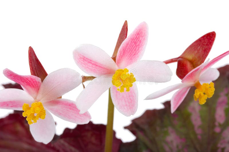 Fiori della begonia fotografia stock