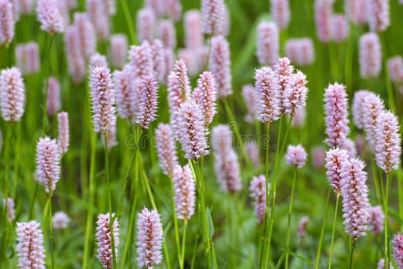 Fiori della bistorta, officinalis di Bistorta, Baviera, Germania, Europa fotografia stock Fiori della bistorta, officinalis di Bistorta, Baviera, Germania, Europa fotografia stock