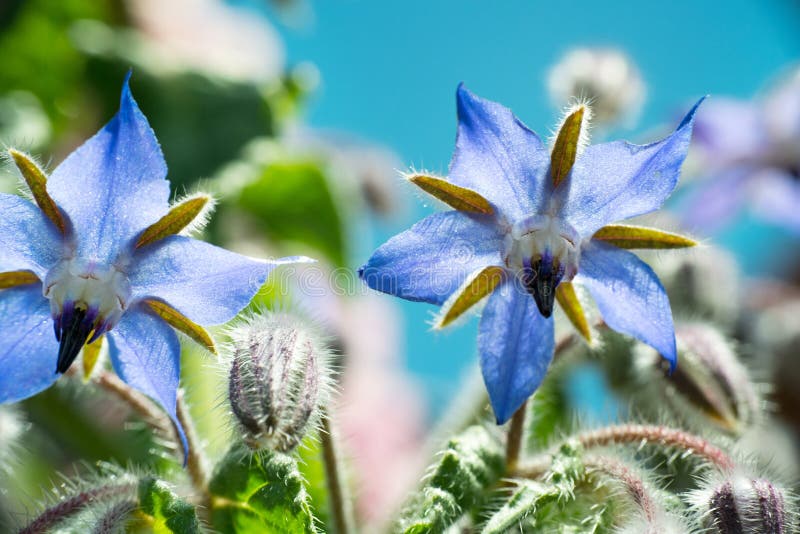 Fiori della borragine fotografia stock libera da diritti Fiori della borragine fotografia stock libera da diritti