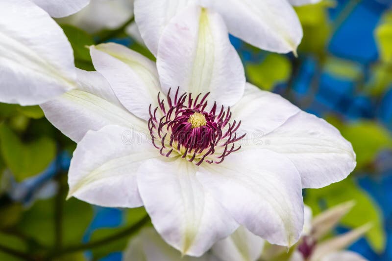 Download Fiori Della Clematide Con I Petali Bianchi Immagine Stock - Immagine di parco, estate: 117978355