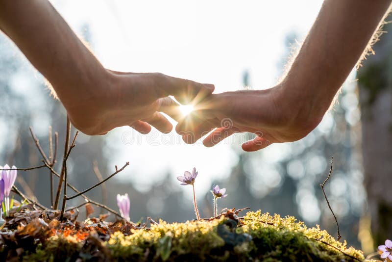 Close up Bare Hand of a Man Covering Small Flowers at the Garden with Sunlight Between Fingers. Close up Bare Hand of a Man Covering Small Flowers at the Garden with Sunlight Between Fingers.