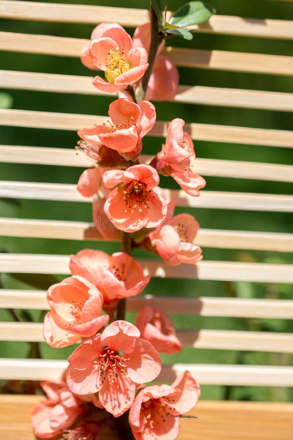 Fiori della fioritura dell'albero bei su un fondo fotografie stock Fiori della fioritura dell'albero bei su un fondo fotografie stock