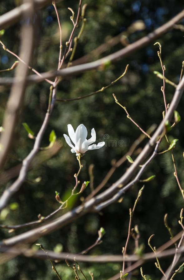 Fiori della magnolia bianca, immagini stock Fiori della magnolia bianca, immagini stock