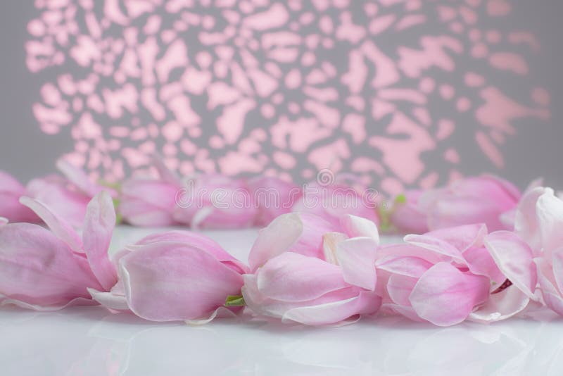 Fiori della magnolia su un bordo bianco fotografie stock libere da diritti Fiori della magnolia su un bordo bianco fotografie stock libere da diritti