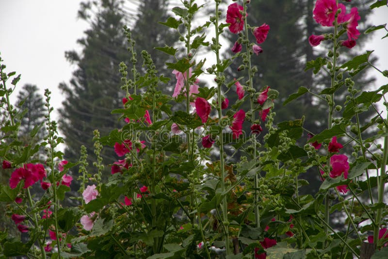 Fiori della malvarosa - rosso e rosa contro il fondo vago dell'albero fotografia stock libera da diritti Fiori della malvarosa - rosso e rosa contro il fondo vago dell'albero fotografia stock libera da diritti