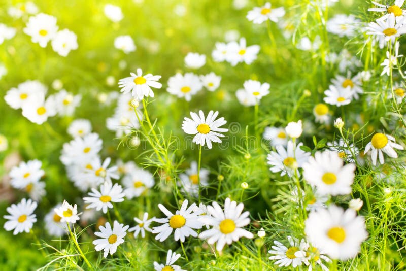 Fiori della margherita bianca sulla fine vaga del fondo di luce solare e dell'erba verde su, prato del fiore del fiore della camo fotografia stock Fiori della margherita bianca sulla fine vaga del fondo di luce solare e dell'erba verde su, prato del fiore del fiore della camo fotografia stock