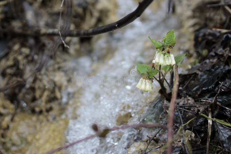 fiori della molla sui precedenti di piccola cascata fotografia stock fiori della molla sui precedenti di piccola cascata fotografia stock