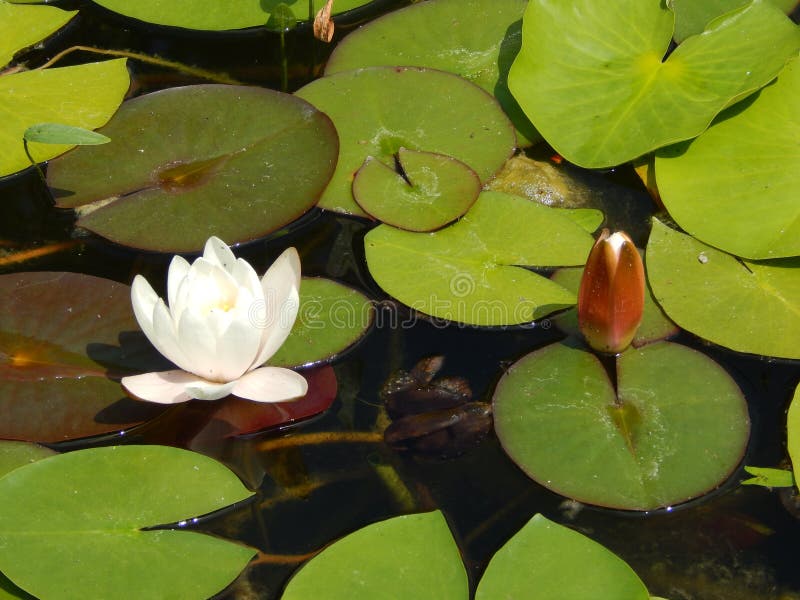 Download Fiori Della Ninfea Un Giorno Di Estate Immagine Stock - Immagine di sunny, estate: 117975701
